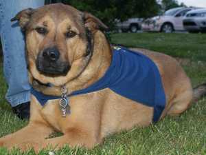 Victory K9 Training- Assistance Dog