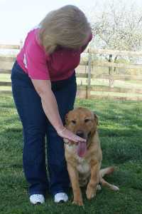 Victory K9 Training - How we dog train