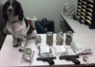 Narcotics Dog