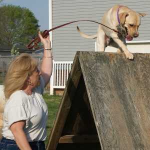 Victory K9 Training - Agility For Fun Training