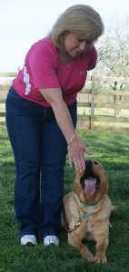 Victory K9 Training - Basic Obedience Training