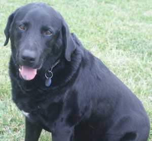 Victory K9 Training- Police Canines