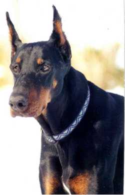 Victory K9 Training- Protection Dog Training